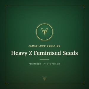 Heavy Z Feminised Seeds