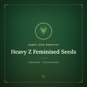 Heavy Z Feminised Seeds