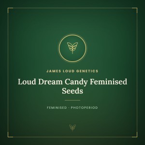 Loud Dream Candy Feminised Seeds Loud Dream Candy Feminised Seeds