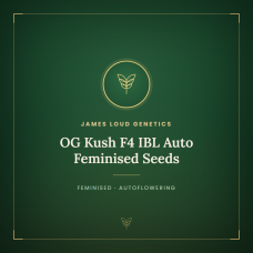OG Kush F4 IBL Auto Feminised Seeds OG Kush F4 IBL Auto Feminised Seeds