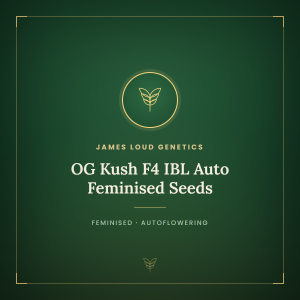 OG Kush F4 IBL Auto Feminised Seeds OG Kush F4 IBL Auto Feminised Seeds