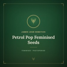 Petrol Pop Feminised Seeds