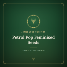 Petrol Pop Feminised Seeds Petrol Pop Feminised Seeds