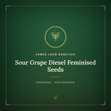 Sour Grape Diesel Feminised Seeds Sour Grape Diesel Feminised Seeds