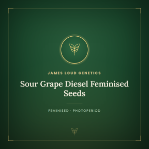 Sour Grape Diesel Feminised Seeds
