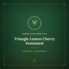 Triangle Lemon Cherry Feminised Triangle Lemon Cherry Feminised