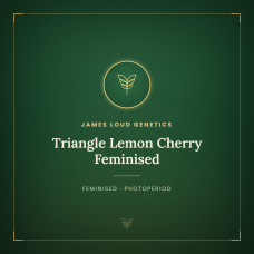 Triangle Lemon Cherry Feminised Triangle Lemon Cherry Feminised