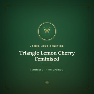 Triangle Lemon Cherry Feminised Triangle Lemon Cherry Feminised