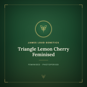 Triangle Lemon Cherry Feminised Triangle Lemon Cherry Feminised