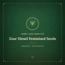 Zour Diesel Feminised Seeds Zour Diesel Feminised Seeds