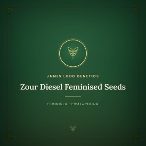 Zour Diesel Feminised Seeds Zour Diesel Feminised Seeds