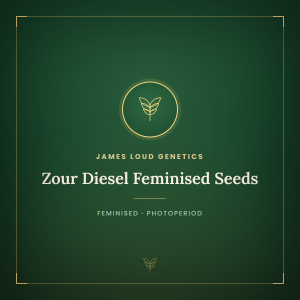 Zour Diesel Feminised Seeds Zour Diesel Feminised Seeds