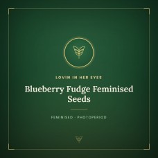 Blueberry Fudge Feminised Seeds Blueberry Fudge Feminised Seeds