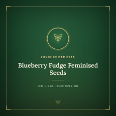 Blueberry Fudge Feminised Seeds Blueberry Fudge Feminised Seeds