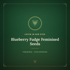 Blueberry Fudge Feminised Seeds Blueberry Fudge Feminised Seeds