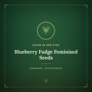 Blueberry Fudge Feminised Seeds Blueberry Fudge Feminised Seeds