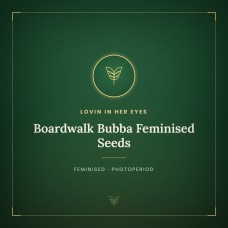 Boardwalk Bubba Feminised Seeds Boardwalk Bubba Feminised Seeds
