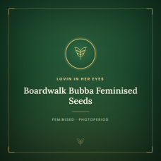 Boardwalk Bubba Feminised Seeds Boardwalk Bubba Feminised Seeds