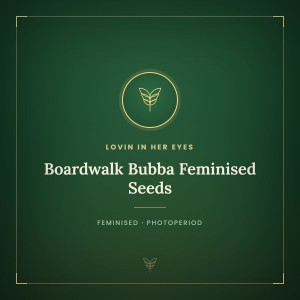 Boardwalk Bubba Feminised Seeds
