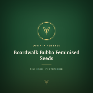 Boardwalk Bubba Feminised Seeds Boardwalk Bubba Feminised Seeds