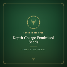 Depth Charge Feminised Seeds Depth Charge Feminised Seeds