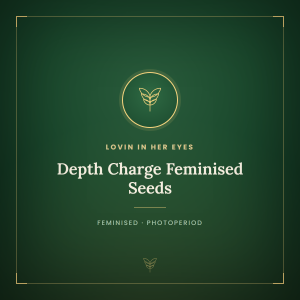 Depth Charge Feminised Seeds Depth Charge Feminised Seeds