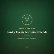 Funky Fuego Feminised Seeds Funky Fuego Feminised Seeds