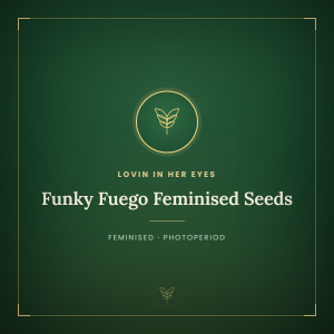 Funky Fuego Feminised Seeds Funky Fuego Feminised Seeds