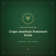 Grape Amethyst Feminised Seeds Grape Amethyst Feminised Seeds