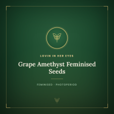 Grape Amethyst Feminised Seeds Grape Amethyst Feminised Seeds