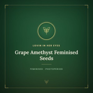 Grape Amethyst Feminised Seeds Grape Amethyst Feminised Seeds