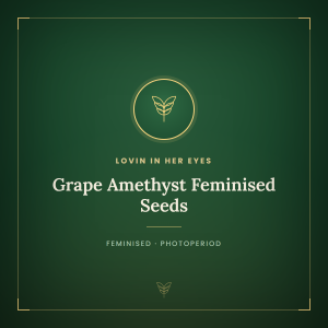 Grape Amethyst Feminised Seeds Grape Amethyst Feminised Seeds