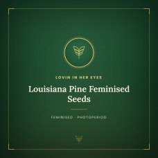 Louisiana Pine Feminised Seeds