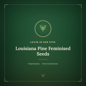 Louisiana Pine Feminised Seeds