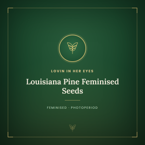 Louisiana Pine Feminised Seeds Louisiana Pine Feminised Seeds