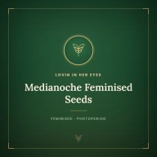 Medianoche Feminised Seeds