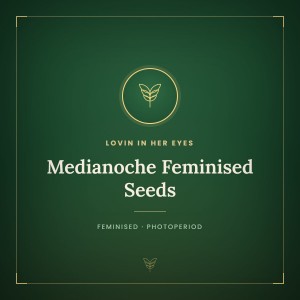 Medianoche Feminised Seeds Medianoche Feminised Seeds