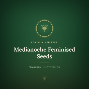 Medianoche Feminised Seeds Medianoche Feminised Seeds