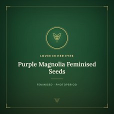 Purple Magnolia Feminised Seeds Purple Magnolia Feminised Seeds