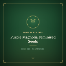 Purple Magnolia Feminised Seeds Purple Magnolia Feminised Seeds