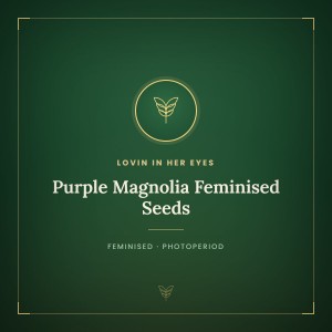 Purple Magnolia Feminised Seeds