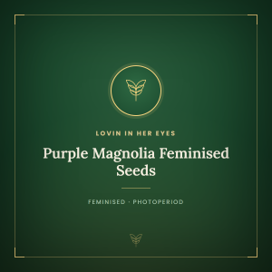 Purple Magnolia Feminised Seeds Purple Magnolia Feminised Seeds