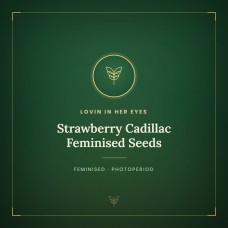 Strawberry Cadillac Feminised Seeds Strawberry Cadillac Feminised Seeds
