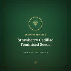 Strawberry Cadillac Feminised Seeds Strawberry Cadillac Feminised Seeds