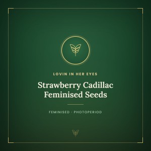Strawberry Cadillac Feminised Seeds