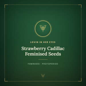 Strawberry Cadillac Feminised Seeds Strawberry Cadillac Feminised Seeds
