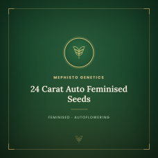 24 Carat Auto Feminised Seeds 24 Carat Auto Feminised Seeds