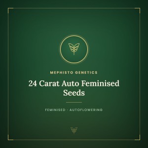 24 Carat Auto Feminised Seeds 24 Carat Auto Feminised Seeds