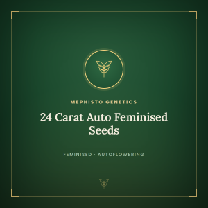 24 Carat Auto Feminised Seeds 24 Carat Auto Feminised Seeds