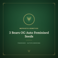 3 Bears OG Auto Feminised Seeds 3 Bears OG Auto Feminised Seeds